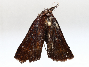  (Bleptina malaise8460 - BIOUG72904-B05)  @11 [ ] CreativeCommons - Attribution (2021) CBG Photography Group Centre for Biodiversity Genomics