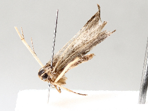  (gelMalaise01 Malaise9974 - BIOUG72904-D12)  @11 [ ] CreativeCommons - Attribution (2021) CBG Photography Group Centre for Biodiversity Genomics