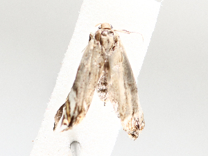  ( - BIOUG72904-E03)  @11 [ ] CreativeCommons - Attribution (2021) CBG Photography Group Centre for Biodiversity Genomics