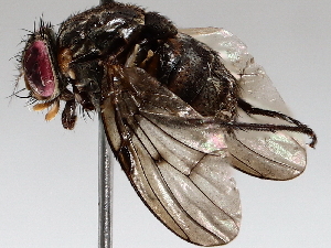  ( - BIOUG72906-C02)  @11 [ ] CreativeCommons - Attribution (2021) CBG Photography Group Centre for Biodiversity Genomics