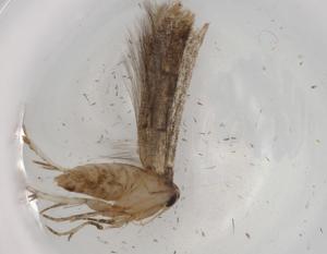  ( - BIOUG72980-A02)  @11 [ ] CreativeCommons - Attribution (2021) Centre for Biodiversity Genomics Centre for Biodiversity Genomics