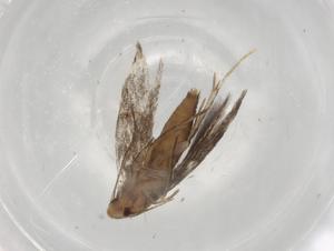  ( - BIOUG73079-F12)  @11 [ ] CreativeCommons - Attribution (2021) Centre for Biodiversity Genomics Centre for Biodiversity Genomics