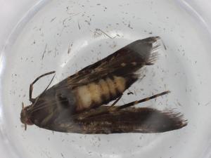  ( - BIOUG73165-F03)  @11 [ ] CreativeCommons - Attribution (2021) Centre for Biodiversity Genomics Centre for Biodiversity Genomics