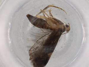  ( - BIOUG73332-E05)  @11 [ ] CreativeCommons - Attribution (2021) Centre for Biodiversity Genomics Centre for Biodiversity Genomics