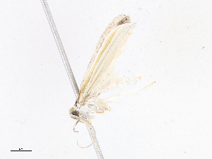  (Antaeotricha Malaise1611 - CBG-A06259-G04)  @11 [ ] CreativeCommons - Attribution Share-Alike (2023) CBG Photography Group Centre for Biodiversity Genomics