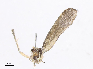  ( - CBG-A06259-G06)  @11 [ ] CreativeCommons - Attribution Share-Alike (2023) CBG Photography Group Centre for Biodiversity Genomics