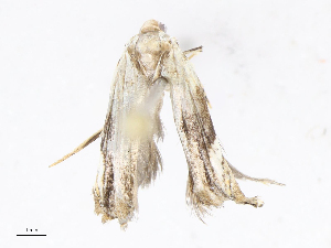  ( - CBG-A06259-G07)  @11 [ ] CreativeCommons - Attribution Share-Alike (2023) CBG Photography Group Centre for Biodiversity Genomics