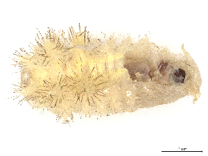  (Euclea Janzen7965 - CBG-A06261-H10)  @11 [ ] CreativeCommons - Attribution Share - Alike (2023) CBG Photography Group Centre for Biodiversity Genomics