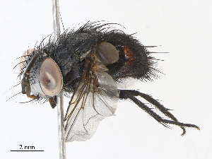  ( - CBG-A06272-A12)  @11 [ ] CreativeCommons - Attribution Share - Alike (2023) CBG Photography Group Centre for Biodiversity Genomics