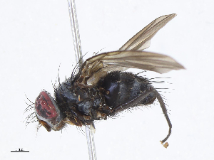  ( - CBG-A06272-E06)  @11 [ ] CreativeCommons - Attribution Share - Alike (2023) CBG Photography Group Centre for Biodiversity Genomics