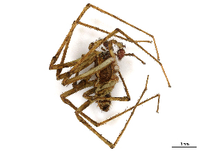  ( - CBG-A06274-H04)  @11 [ ] CreativeCommons - Attribution Share - Alike (2023) CBG Photography Group Centre for Biodiversity Genomics