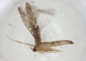  ( - CBG-A07279-A11)  @11 [ ] CreativeCommons - Attribution Share - Alike (2023) Centre for Biodiversity Genomics Centre for Biodiversity Genomics