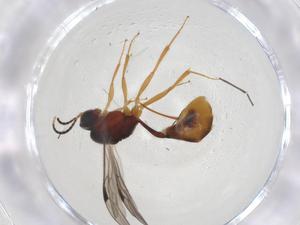  ( - CBG-A08475-G04)  @11 [ ] CreativeCommons - Attribution Share - Alike (2023) Centre for Biodiversity Genomics Centre for Biodiversity Genomics