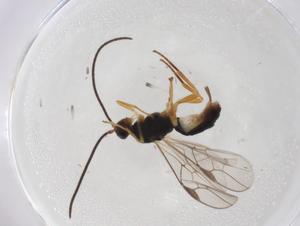  (Neognamptodon Malaise1884 - CBG-A08479-D06)  @11 [ ] CreativeCommons - Attribution Share - Alike (2023) Centre for Biodiversity Genomics Centre for Biodiversity Genomics