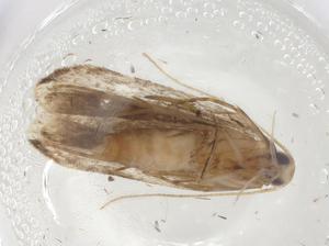  (gelMalaise01 Malaise8739 - CBG-A08484-G06)  @11 [ ] CreativeCommons - Attribution Share - Alike (2023) Centre for Biodiversity Genomics Centre for Biodiversity Genomics