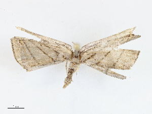  (Sphacelodes Malaise7770 - CBG-A08722-C04)  @11 [ ] CreativeCommons - Attribution Share - Alike (2023) CBG Photography Group Centre for Biodiversity Genomics