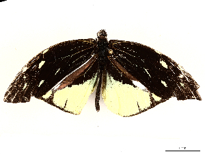  ( - CBG-A08734-G02)  @11 [ ] CreativeCommons - Attribution (2023) CBG Photography Group Centre for Biodiversity Genomics