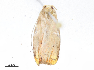  (depMalaise01 Malaise2722 - CBG-A08734-G09)  @11 [ ] CreativeCommons - Attribution Share - Alike (2023) CBG Photography Group Centre for Biodiversity Genomics