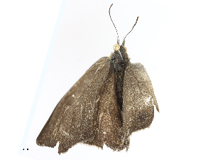  ( - CBG-A08735-G11)  @11 [ ] CreativeCommons - Attribution Share-Alike (2023) CBG Photography Group Centre for Biodiversity Genomics