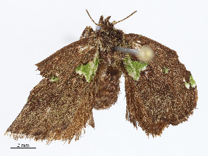  (Euclea Janzen8544 - CBG-A08736-A06)  @11 [ ] CreativeCommons - Attribution Share - Alike (2023) CBG Photography Group Centre for Biodiversity Genomics