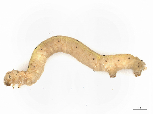  ( - CBG-A08736-H03)  @11 [ ] CreativeCommons - Attribution Share - Alike (2023) CBG Photography Group Centre for Biodiversity Genomics