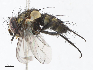  ( - CBG-A08737-A12)  @11 [ ] CreativeCommons - Attribution Share - Alike (2023) CBG Photography Group Centre for Biodiversity Genomics