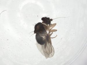  ( - CBG-A08997-F12)  @11 [ ] CreativeCommons - Attribution Share - Alike (2023) Centre for Biodiversity Genomics Centre for Biodiversity Genomics