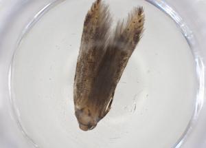  ( - CBG-A09576-D06)  @11 [ ] CreativeCommons - Attribution Share - Alike (2023) Centre for Biodiversity Genomics Centre for Biodiversity Genomics