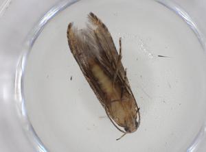  ( - CBG-A09583-C10)  @11 [ ] CreativeCommons - Attribution Share - Alike (2023) Centre for Biodiversity Genomics Centre for Biodiversity Genomics