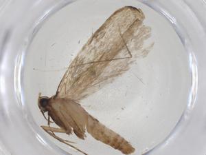  ( - CBG-A09583-F11)  @11 [ ] CreativeCommons - Attribution Share - Alike (2023) Centre for Biodiversity Genomics Centre for Biodiversity Genomics