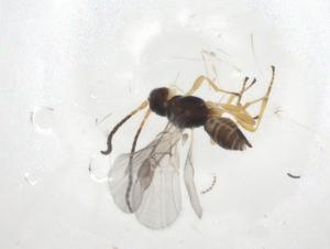  ( - CBG-A09597-F03)  @11 [ ] CreativeCommons - Attribution Share - Alike (2023) Centre for Biodiversity Genomics Centre for Biodiversity Genomics