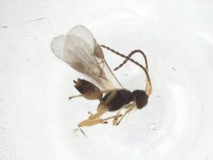  ( - CBG-A09599-H10)  @11 [ ] CreativeCommons - Attribution Share - Alike (2023) Centre for Biodiversity Genomics Centre for Biodiversity Genomics