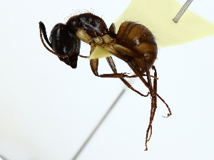  ( - BIOUG80191-F08)  @11 [ ] CreativeCommons - Attribution (2022) CBG Photography Group Centre for Biodiversity Genomics