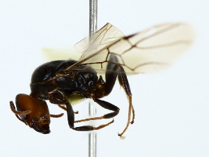  ( - BIOUG80191-G11)  @11 [ ] CreativeCommons - Attribution (2022) CBG Photography Group Centre for Biodiversity Genomics