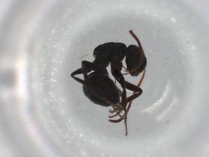  ( - BIOUG83901-G07)  @11 [ ] CreativeCommons - Attribution (2022) Centre for Biodiversity Genomics Centre for Biodiversity Genomics