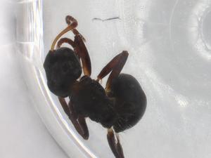  ( - BIOUG83908-E04)  @11 [ ] CreativeCommons - Attribution (2022) Centre for Biodiversity Genomics Centre for Biodiversity Genomics