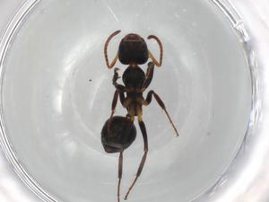  ( - BIOUG83908-H01)  @11 [ ] CreativeCommons - Attribution (2022) Centre for Biodiversity Genomics Centre for Biodiversity Genomics