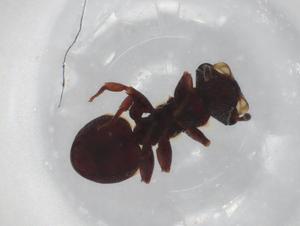  ( - BIOUG85536-E07)  @11 [ ] CreativeCommons - Attribution (2022) Centre for Biodiversity Genomics Centre for Biodiversity Genomics