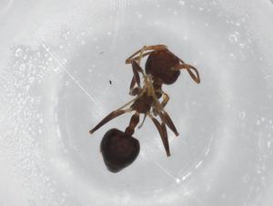  ( - BIOUG85536-F05)  @11 [ ] CreativeCommons - Attribution (2022) Centre for Biodiversity Genomics Centre for Biodiversity Genomics