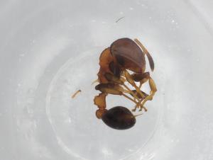  ( - BIOUG85537-A11)  @11 [ ] CreativeCommons - Attribution (2022) Centre for Biodiversity Genomics Centre for Biodiversity Genomics