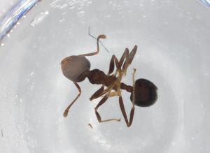  ( - BIOUG85537-G11)  @11 [ ] CreativeCommons - Attribution (2022) Centre for Biodiversity Genomics Centre for Biodiversity Genomics