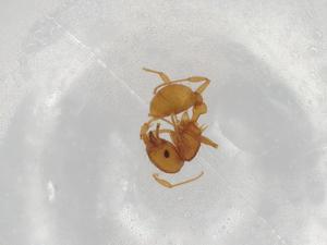  ( - BIOUG85538-C08)  @11 [ ] CreativeCommons - Attribution (2022) Centre for Biodiversity Genomics Centre for Biodiversity Genomics