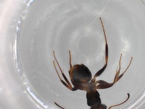  ( - BIOUG85539-A03)  @11 [ ] CreativeCommons - Attribution (2022) Centre for Biodiversity Genomics Centre for Biodiversity Genomics