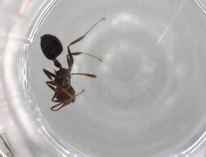  ( - BIOUG85539-C01)  @11 [ ] CreativeCommons - Attribution (2022) Centre for Biodiversity Genomics Centre for Biodiversity Genomics