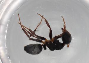  ( - BIOUG85539-G12)  @11 [ ] CreativeCommons - Attribution (2022) Centre for Biodiversity Genomics Centre for Biodiversity Genomics