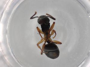  ( - BIOUG85539-H09)  @11 [ ] CreativeCommons - Attribution (2022) Centre for Biodiversity Genomics Centre for Biodiversity Genomics