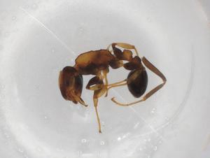  ( - BIOUG85540-C08)  @11 [ ] CreativeCommons - Attribution (2022) Centre for Biodiversity Genomics Centre for Biodiversity Genomics