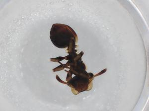  ( - BIOUG85540-E04)  @11 [ ] CreativeCommons - Attribution (2022) Centre for Biodiversity Genomics Centre for Biodiversity Genomics