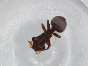  ( - BIOUG85540-E05)  @11 [ ] CreativeCommons - Attribution (2022) Centre for Biodiversity Genomics Centre for Biodiversity Genomics