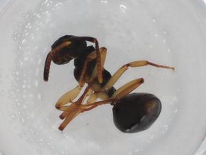  ( - BIOUG85540-E06)  @11 [ ] CreativeCommons - Attribution (2022) Centre for Biodiversity Genomics Centre for Biodiversity Genomics